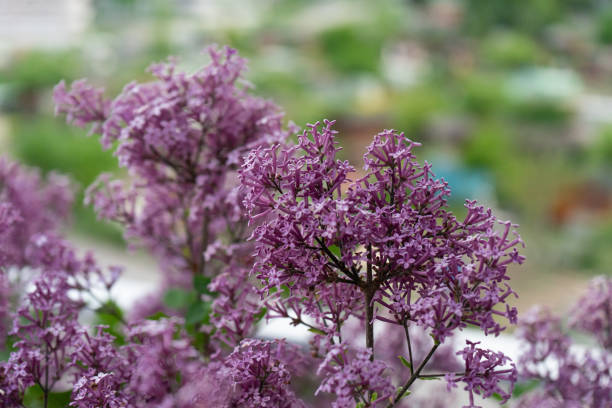 fiore di lilla coreano nano da vicino, syringa oleaceae - nani foto e immagini stock