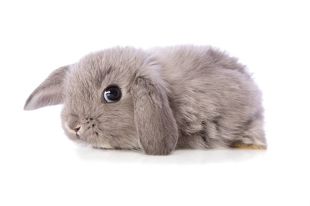 Dwarf Lop Eared Baby Rabbit A cute baby rabbit on white. fluffy photos stock pictures, royalty-free photos & images