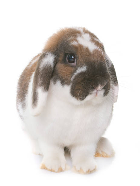 dvärg slokörad kanin - dwarf rabbit isolated bildbanksfoton och bilder