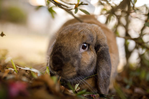 dwarf lop-eared rabbit resting - dwarf rabbit bildbanksfoton och bilder