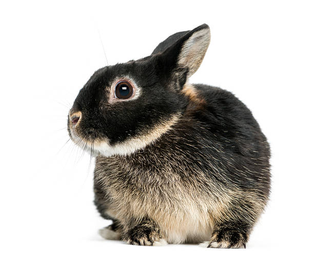 dwarf rabbit, 1 year old, isolated on white - dwarf rabbit isolated bildbanksfoton och bilder