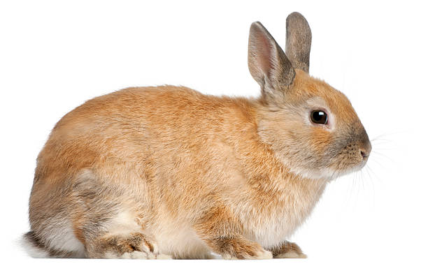 dwarf rabbit, 6 months old - dwarf rabbit isolated bildbanksfoton och bilder