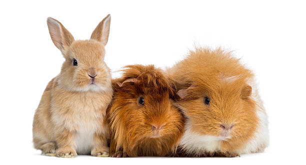 dwarf rabbit and guinea pigs, isolated on white - dwarf rabbit bildbanksfoton och bilder