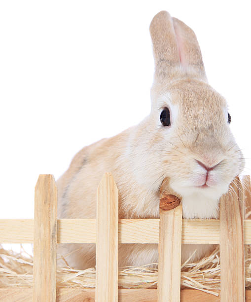 Dwarf rabbit in hutch Dwarf rabbit in hutch. All on white background. rabbit hutch stock pictures, royalty-free photos & images
