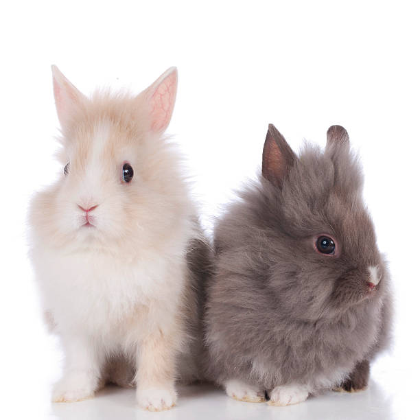 dwarf rabbit on white background - dwarf rabbit isolated bildbanksfoton och bilder
