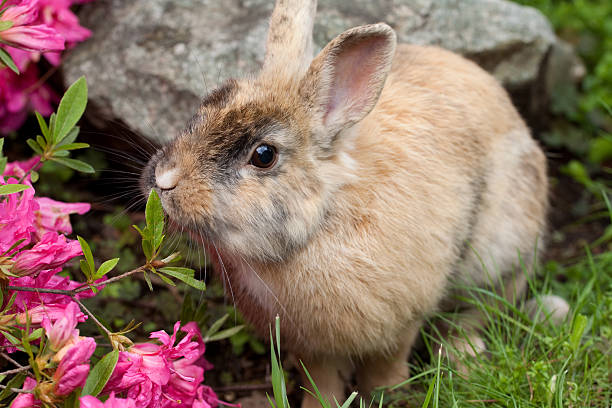 dwarf rabbit - dwarf rabbit bildbanksfoton och bilder