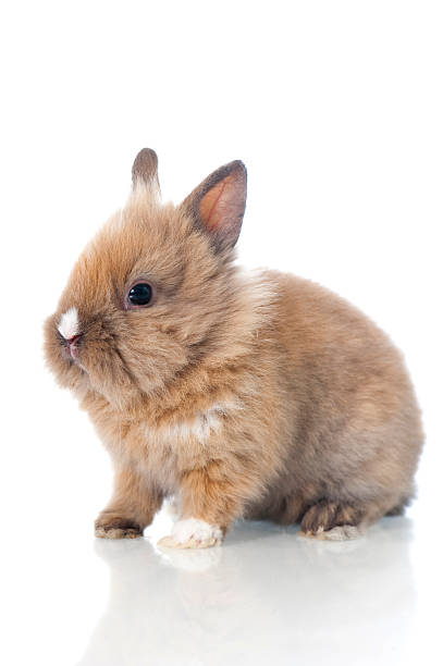 Dwarf rabbit stock photo