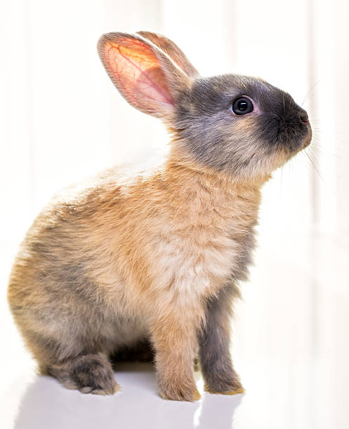 dwarf rabbit - dwarf rabbit isolated bildbanksfoton och bilder