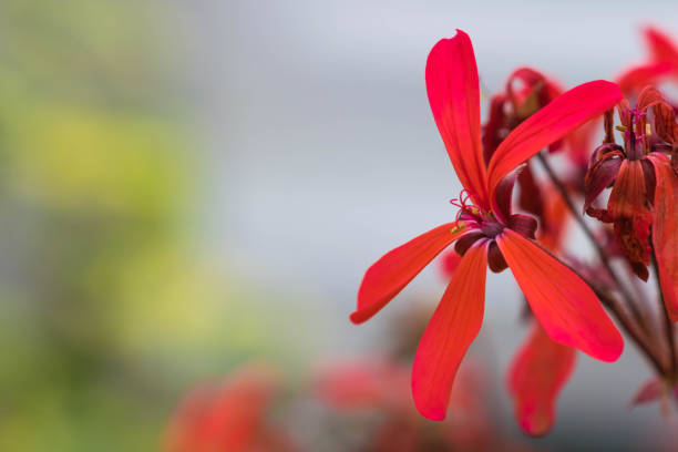 Dwarf Red flower, latin name Pelargonium Friesdorf , close up view in Birmingham Botanical Gardens. stock photo