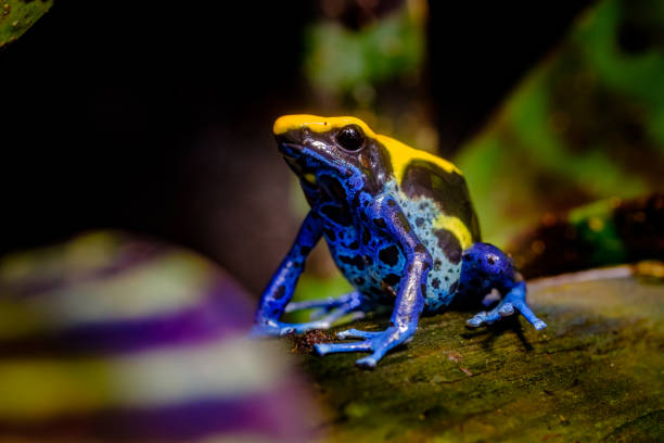 Dyeing dart frog, poisonous tropical frog. stock photo