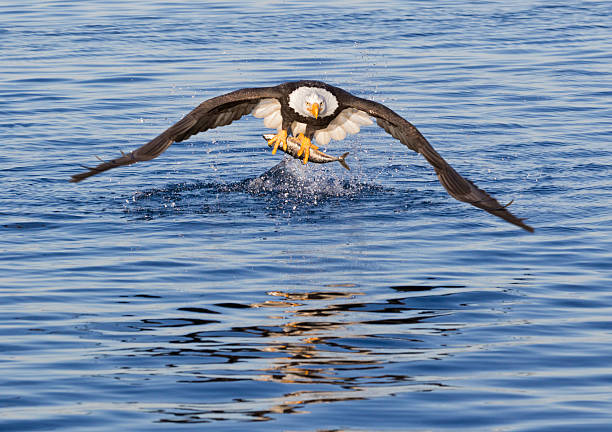 Eagle Catching fish  kenai peninsula stock pictures, royalty-free photos & images