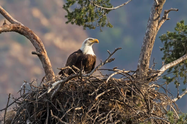 Eagle enjoying an afternoon snack at tree nest stock photo
