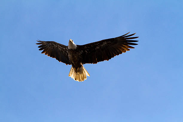 Eagle in Flight stock photo