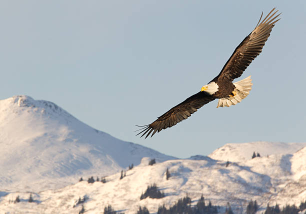Eagle in mid-flight soaring over snow-covered mountains stock photo