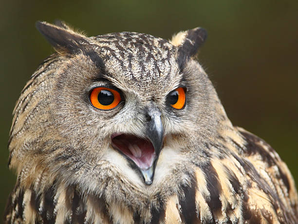 Eagle Owl Calling stock photo