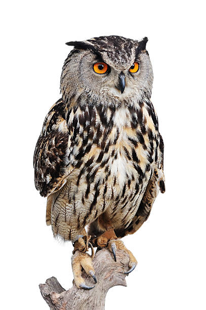 Eagle Owl stock photo