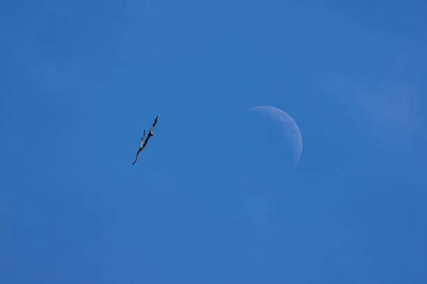 Eagles and the Moon stock photo