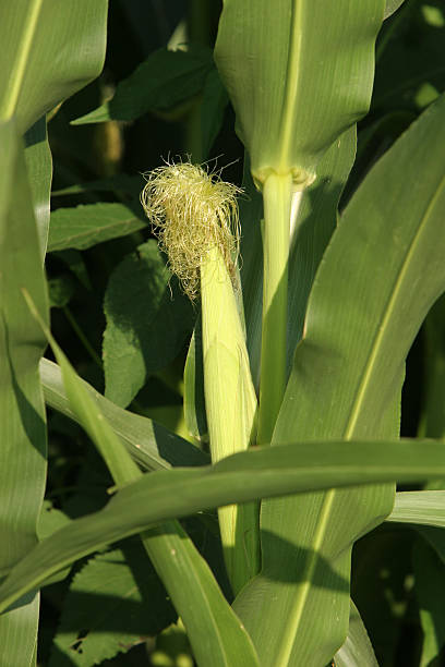 Ear of Corn stock photo