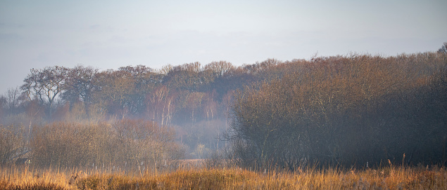 Early morning mist over Gosforth park Nature Reserve.