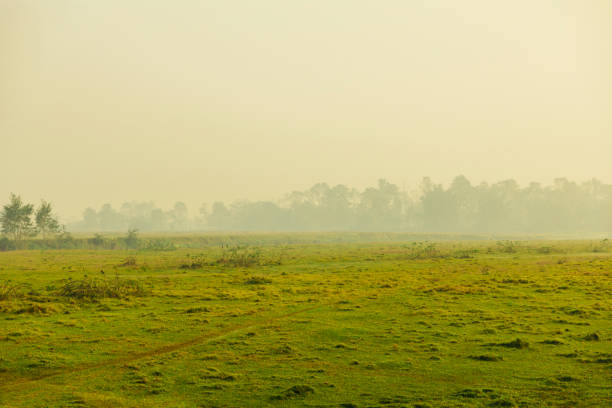 Early morning misty meadow Chitwan Early morning misty meadow Chitwan-Nepal terai stock pictures, royalty-free photos & images
