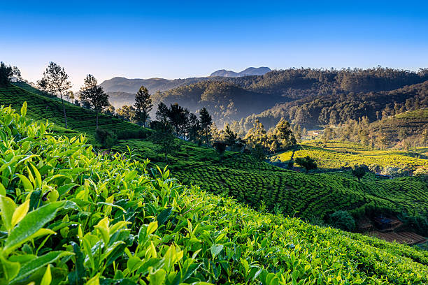 Early morning on tea plantation, Nuwara Eliya, Ceylon Tea growing on Ceylon, Asia. Sri Lanka (Ceylon) is the world's fourth largest producer of tea and the industry is one of the country's main sources of foreign exchange and a significant source of income for laborers.http://bhphoto.pl/IS/tea_plantations_380.jpg sri lanka stock pictures, royalty-free photos & images