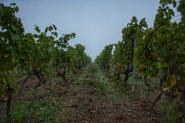 Early Morning Vineyard stock photo