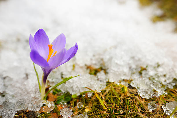Early Spring Purple Crocus Flower in Melting Snow  crocus stock pictures, royalty-free photos & images