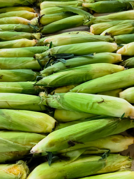 Ears of Corn Vegetables on Display at a local Farmer's Market michael dean shelton stock pictures, royalty-free photos & images