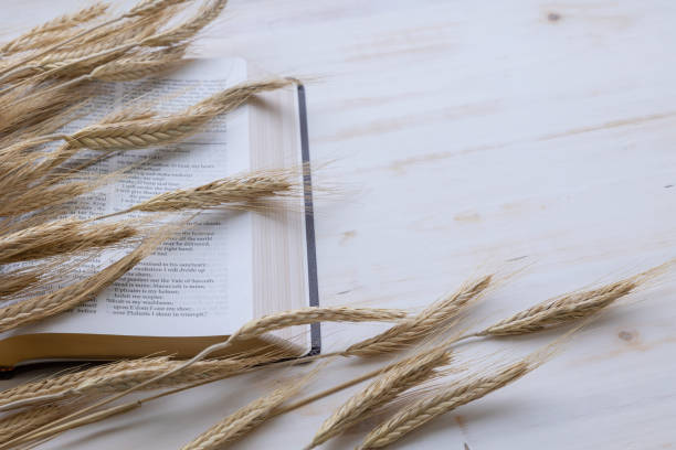 Ears of wheat and open bible on white stock photo