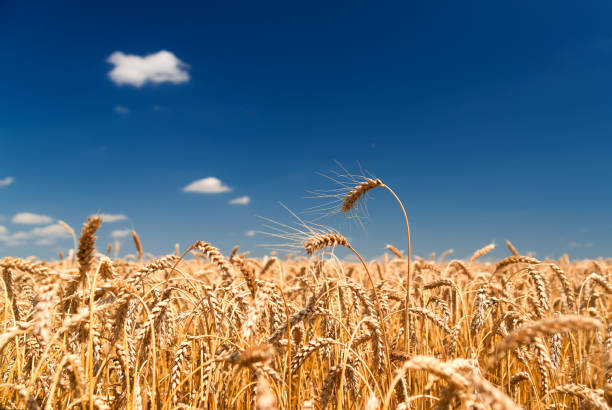 Ears of wheat growing on a farm field Ears of wheat growing on a farm field crop yield stock pictures, royalty-free photos & images