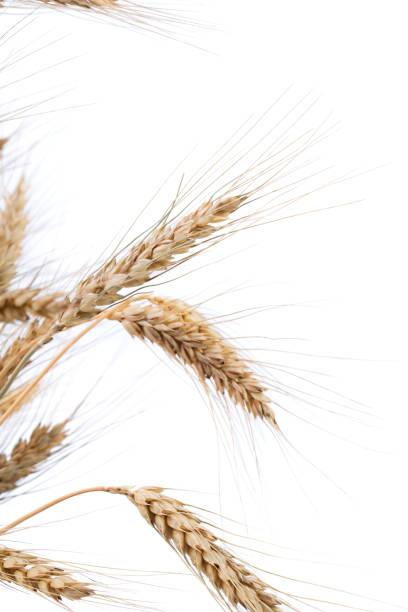Ears of wheat. Ears of wheat. Isolated in a white background. Close-up. crop yield stock pictures, royalty-free photos & images