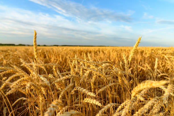 ears of wheat. wheat field - cereal field imagens e fotografias de stock
