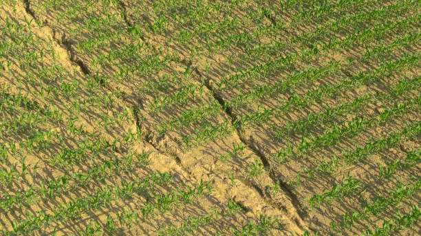 drone: jord i fält av majs sprickbildning i sädesfält från sommarhettan. - soil erosion bildbanksfoton och bilder