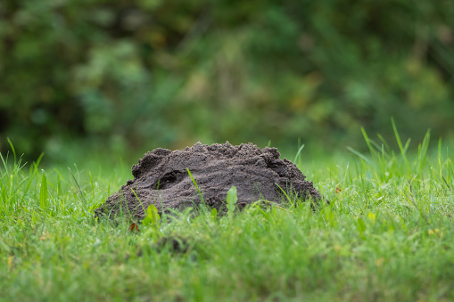 Earth mound of a mole on the meadow