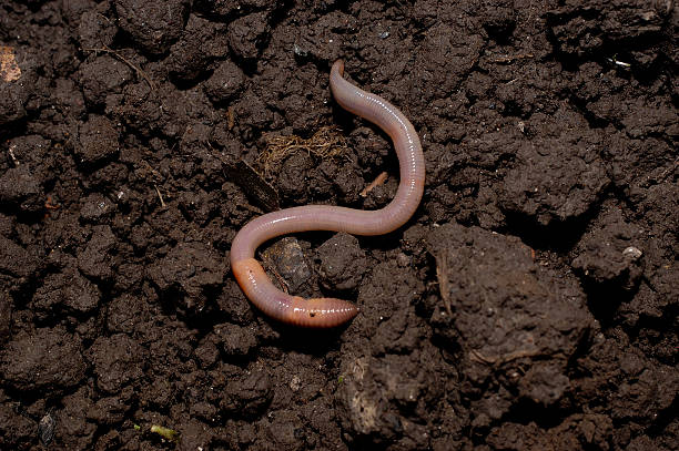 earth worm in soil stock photo