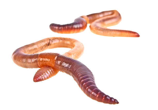 Earth worms isolated on white background  nematode worm stock pictures, royalty-free photos & images