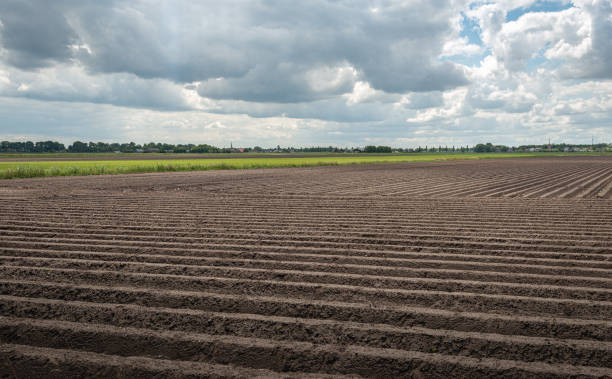 Earthed potato ridges on a large Dutch field stock photo