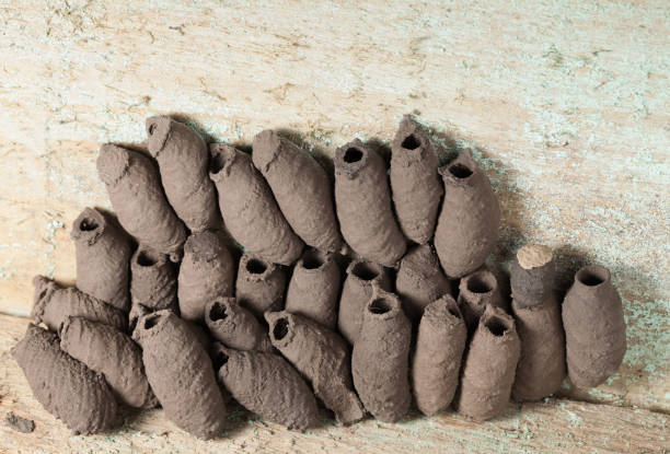 Earthen nests of wild wasp Macro of clay chambers hive made by wild Potter wasp (Sceliphron) on wooden wall mud dauber wasp stock pictures, royalty-free photos & images