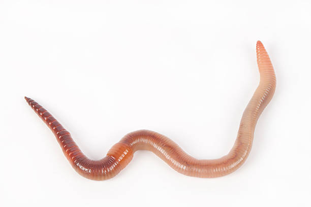 Earthworm A single brown earthworm isolated on white studio background worm stock pictures, royalty-free photos & images