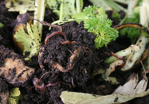 Earthworms in a Compost Bin stock photo