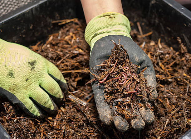 Earthworms The worm composting is a great fertilizer worm stock pictures, royalty-free photos & images