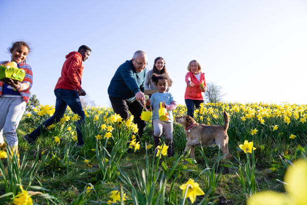 Easter Activities Outdoors A multi-gen family walking through a field of daffodil flowers in Hexham, Northumberland. They are searching for eggs on an Easter egg hunt, they are holding their baskets to collect the eggs. easter sunday stock pictures, royalty-free photos & images