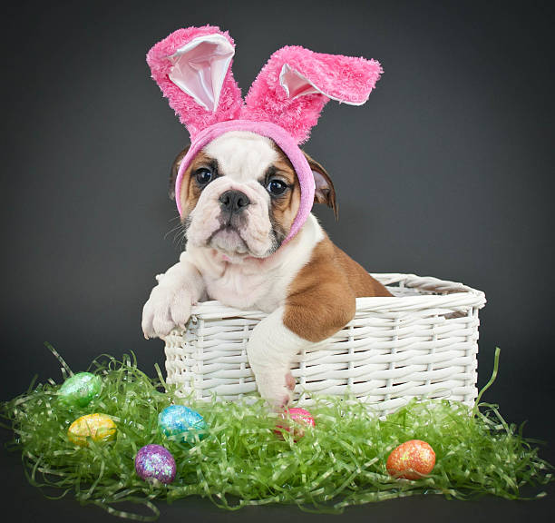 Easter Bulldog stock photo