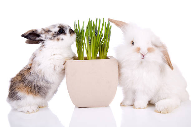 easter bunnies - dwarf rabbit bildbanksfoton och bilder