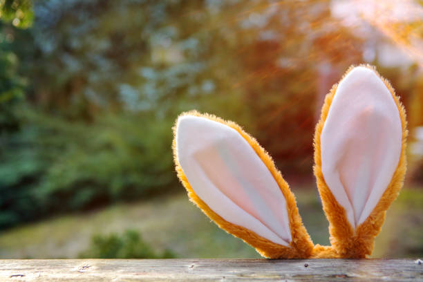 easter bunny ears looking up from behind a fence easter bunny ears looking up from behind a fence with garden in the background costume photos stock pictures, royalty-free photos & images