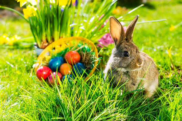 Easter bunny on meadow with basket and eggs stock photo