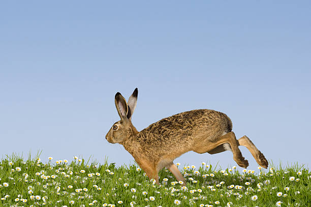 easter bunny running - bunny jumping bildbanksfoton och bilder