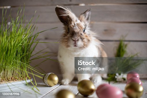 istock Easter bunny with eggs and decoration 1300187996