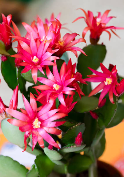 Easter Cactus with flower stock photo