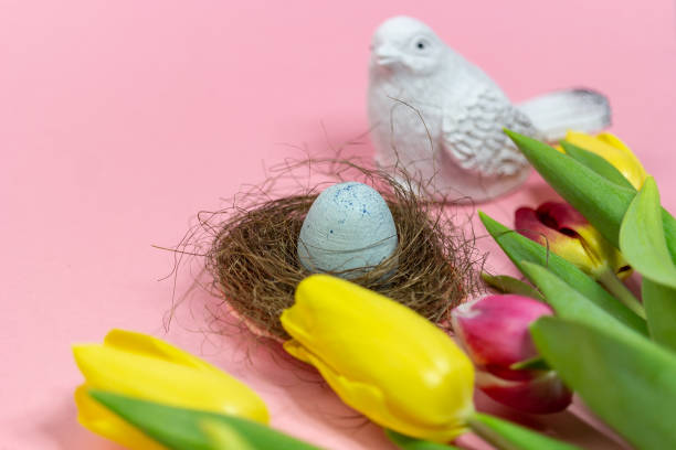 Easter composition with an egg in a nest, a white bird with yellow and pink tulips on a pink background. Easter card. Copy of the space. stock photo